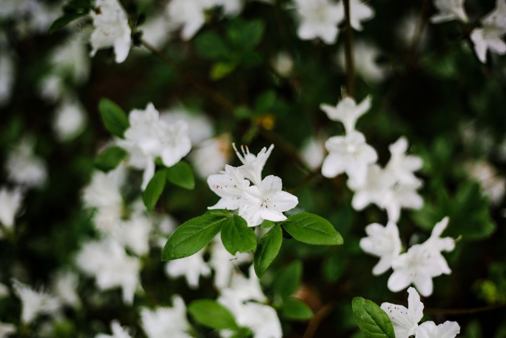 printemps-imfg-19-76