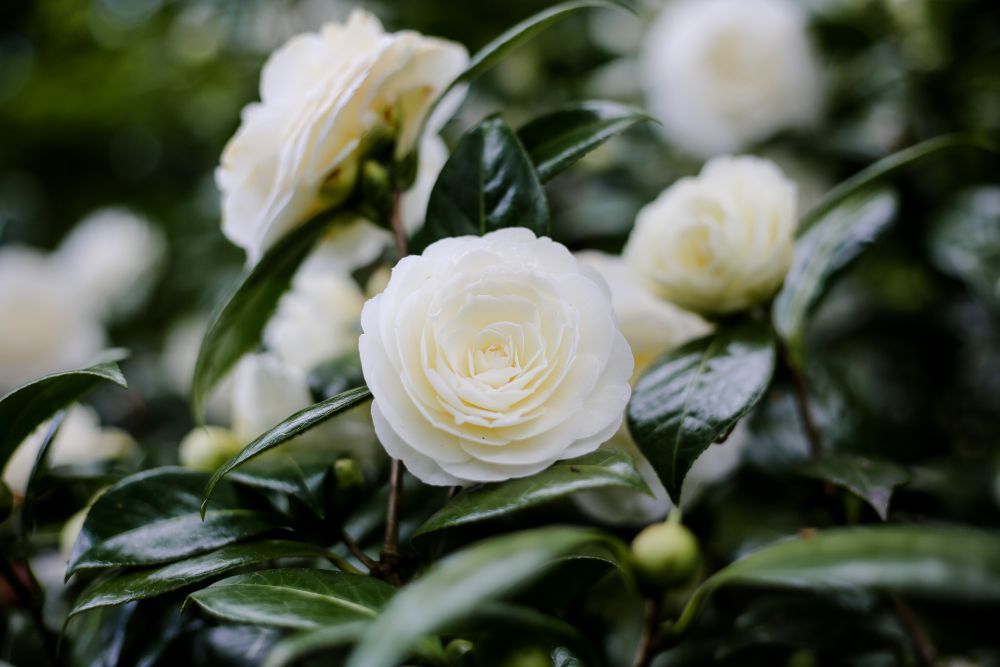 printemps-imfg-19-81