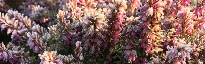 proteger son jardin en hiver