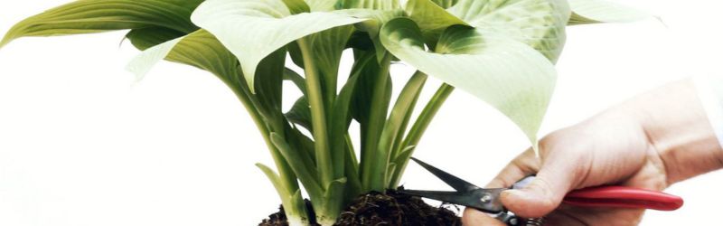 que faire au jardin en juillet (1)