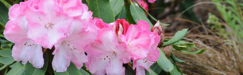 rhodo lem monarch