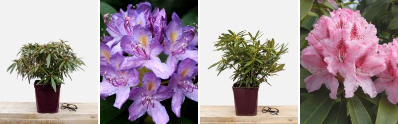 rhododendron roue pepinieres