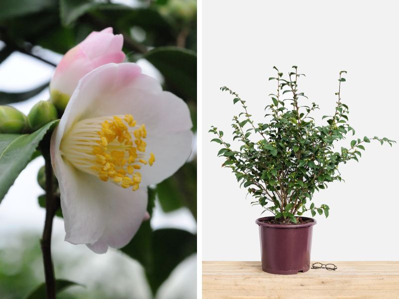 spring mist roue pepinieres